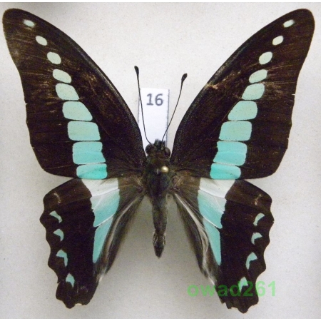 Graphium sarpedon Linnaeus, 1758 Philippines 64mm16